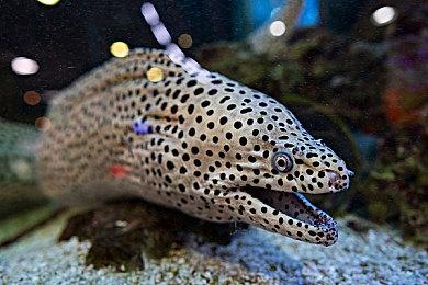 分析称川普对墨西哥的关税 会导致游戏价格上涨